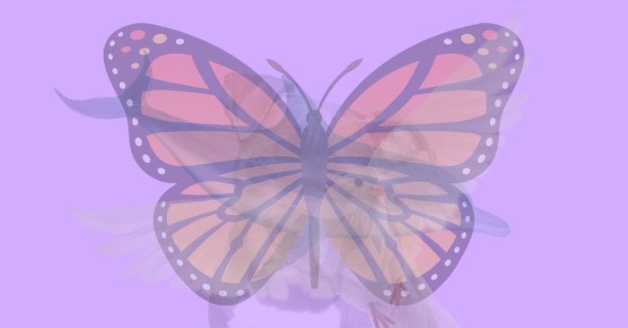 fluture, ce animal sunt, test, test optic